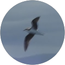 Sergio R profile picture